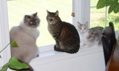 My "kids" hanging out in the window.