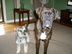 Both my dogs, Zeke and Ali