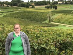 Vineyard in Bordeaux 2017