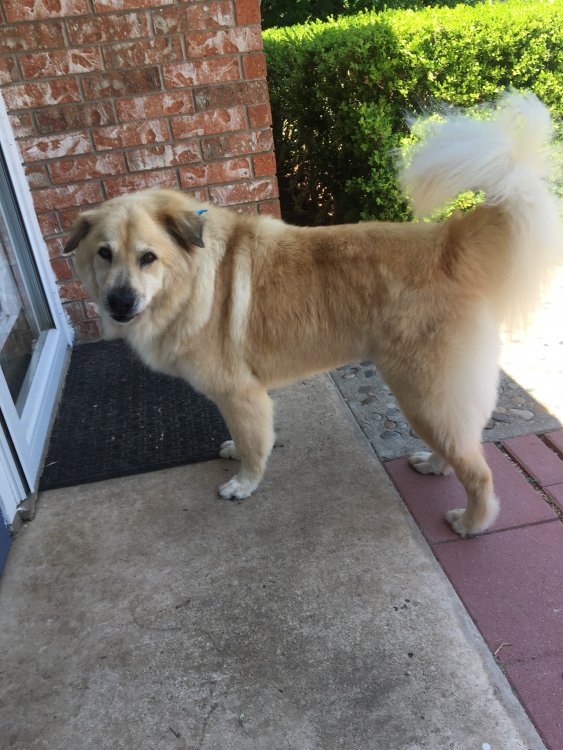 Bandit 11 year old Great Pyrenees Chow Mix.JPG