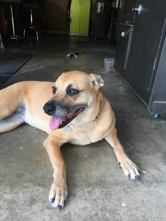 Remi 3 year old Black Mouth Cur Mix.JPG