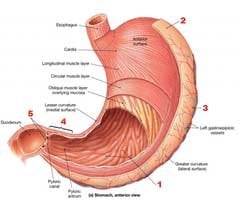 stomach-diagram.jpg.e5a099394d697f45bf05fc9d359e2b73.jpg