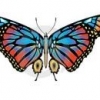 butterfly125