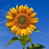 SunflowerGal