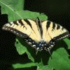 Butterfly2010